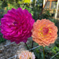 Dahlia 'Sandia Lillian'