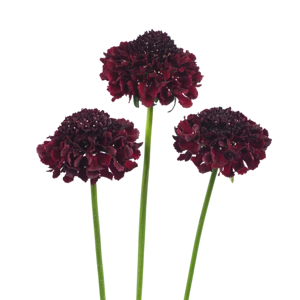 Scabiosa Focal Scoop Cranberry - 4 Pack