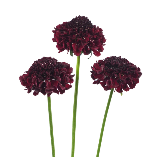 Scabiosa Focal Scoop Cranberry - 4 Pack