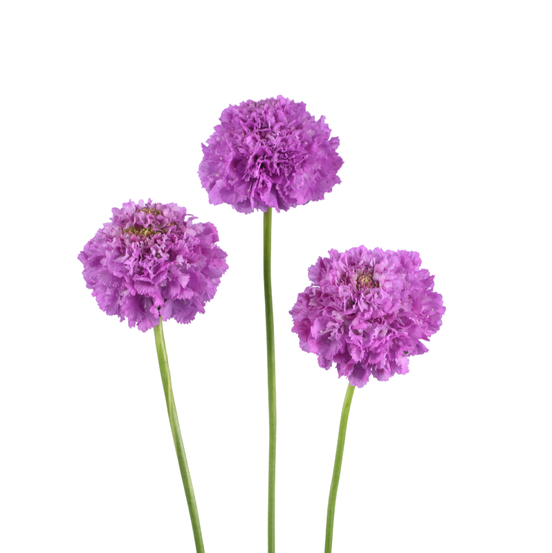 Scabiosa Focal Scoop Ube - 4 Pack