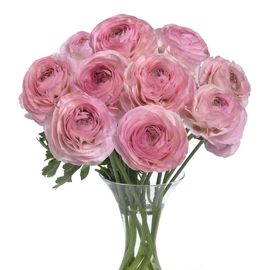 Ranunculus Romance® Seine- 5 Pack