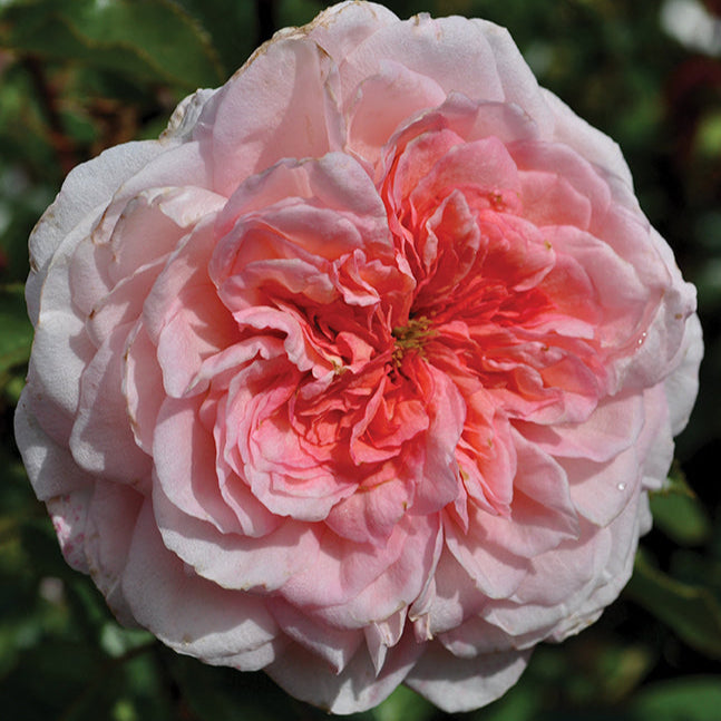 Sunbelt® Savannah™  Rose Bush