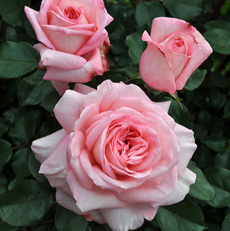 Sunbelt® Savannah™  Rose Bush