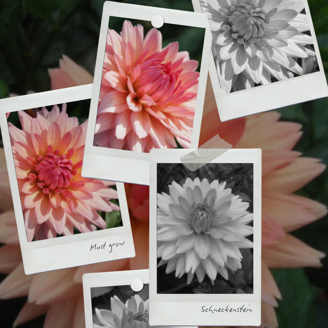 Dahlia 'Schneckenstein' - Semi Cactus (1 tuber)