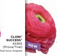 New: Ranunculus Cloni Success Rosa Scuro Aragosta