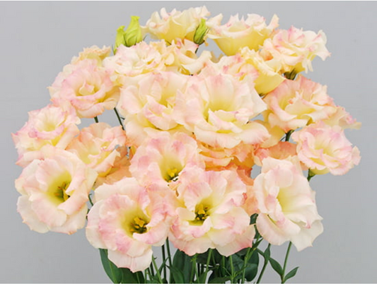 Lisianthus Megalo 2 Champagne Week of April 15