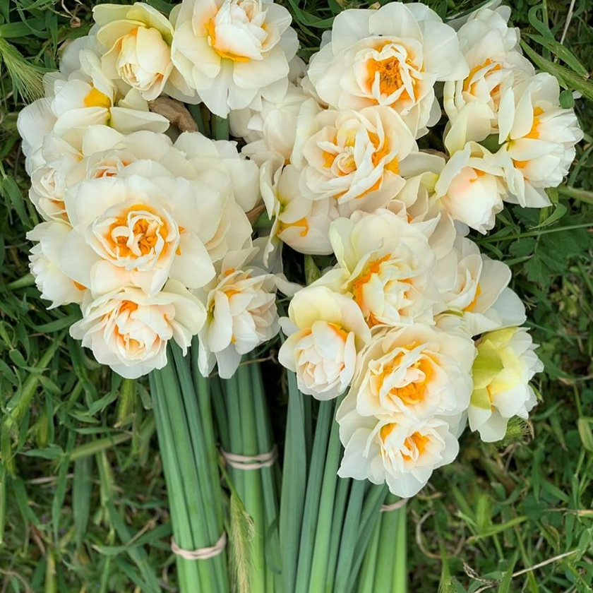 Narcissus Tahoe Valley Daffodil 10 Pack