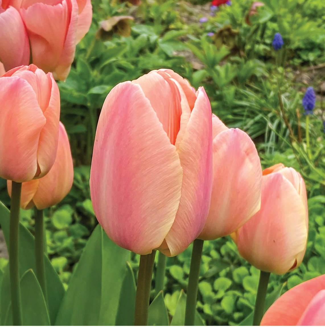 Tulip Apricot Pride Zantubeau 10 Pack