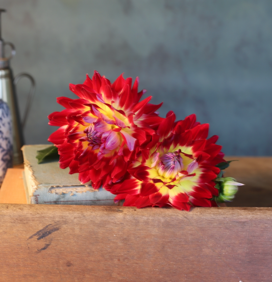 Dahlia 'Hilltop Northern Beau'