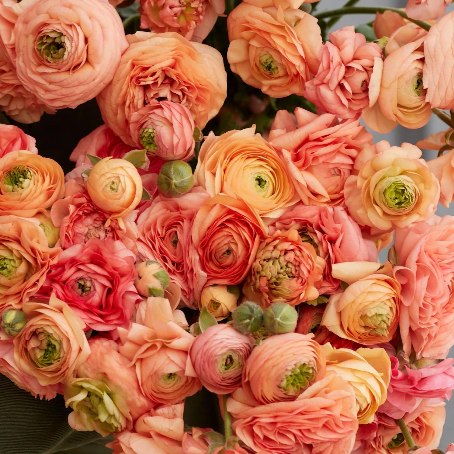 Ranunculus Amadine Salmon - 10 Pack