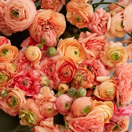 Ranunculus Amadine Salmon - 10 Pack