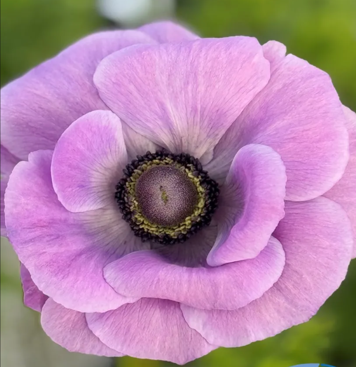 Anemone Mistral Plus Milka® - 10 Pack