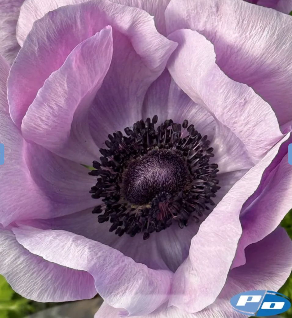 Anemone Mistral Plus Milka® - 10 Pack