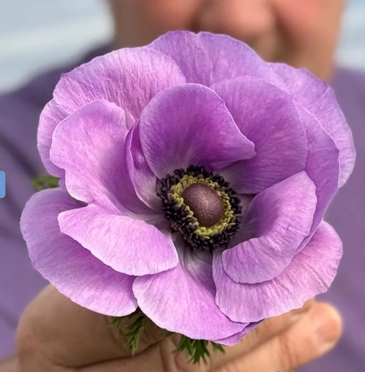 Anemone Mistral Plus Milka® - 10 Pack