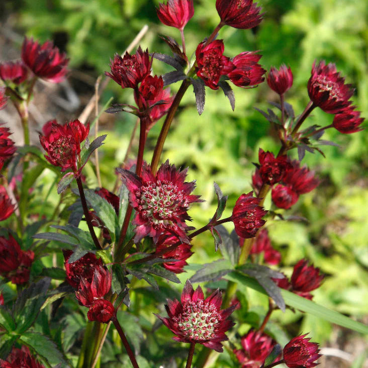 Perennial Astrantia 'Burgundy Manor' | 2 Pack | Ships  Week of Sept 21
