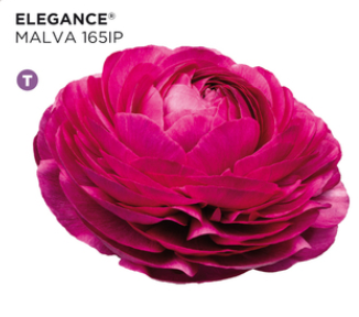 Ranunculus Elegance Malva