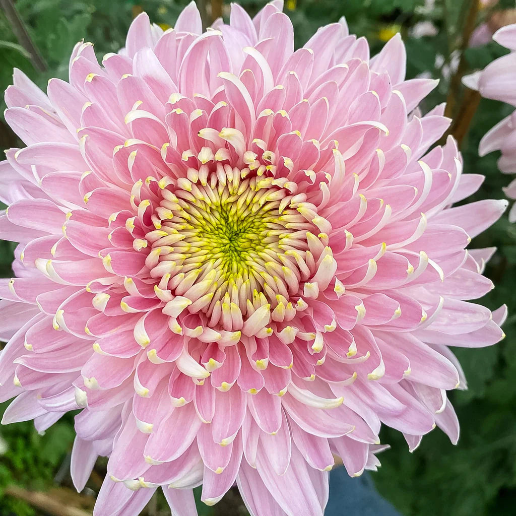 Heirloom Chrysanthemum Seaton's J'dore