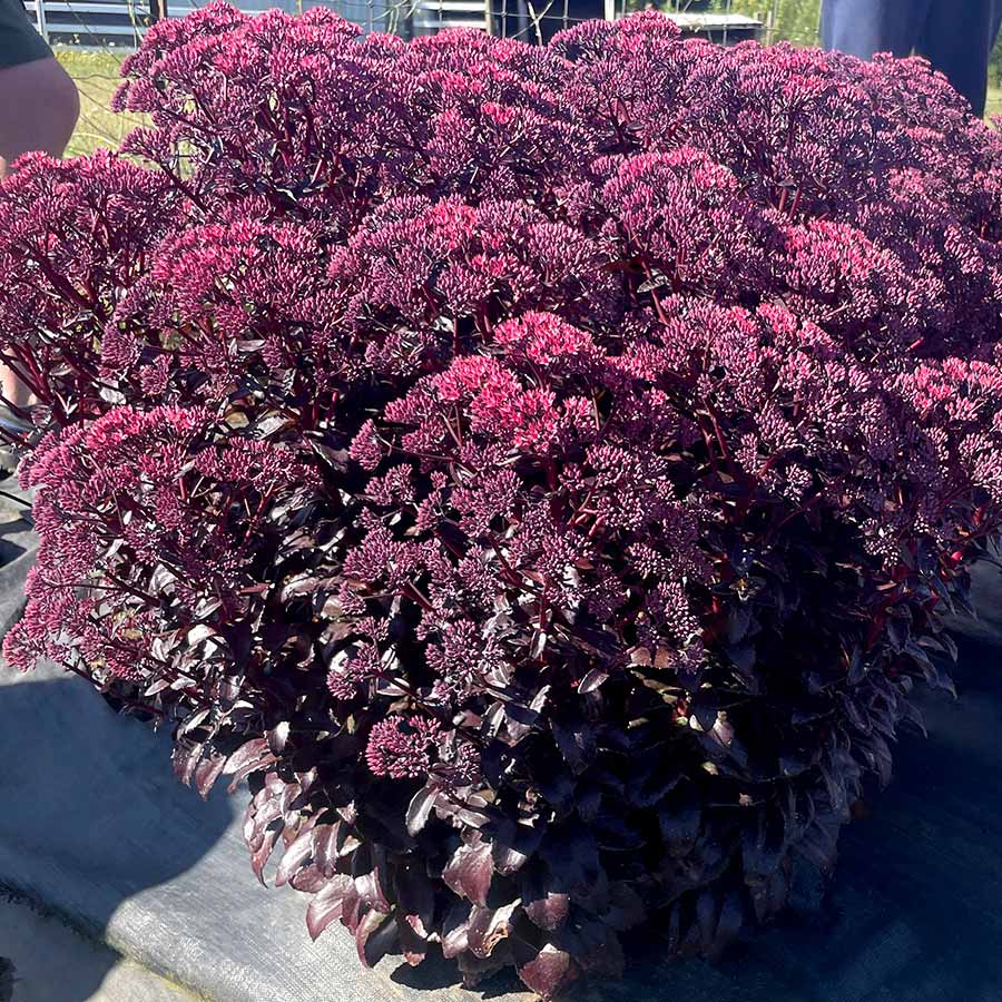 Week 14 | Sedum 'Cherry Fizz' | 2 Pack