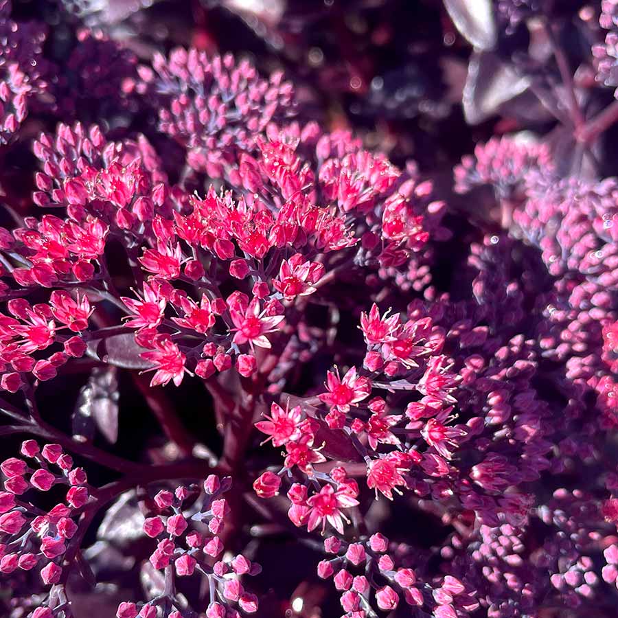 Week 14 | Sedum 'Cherry Fizz' | 2 Pack