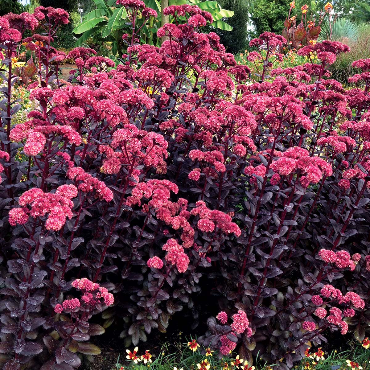 Week 14 | Sedum 'Touchdown Teak' | 2 Pack