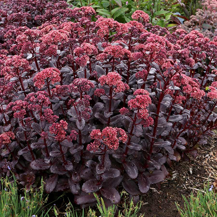 Week 14 | Sedum 'Touchdown Teak' | 2 Pack