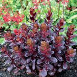 Week 14 | Sedum 'Touchdown Teak' | 2 Pack