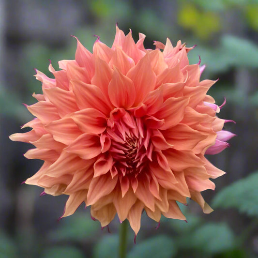 Dahlia 'Sierra Glow' LIMITED - Informal Decorative (1 tuber)