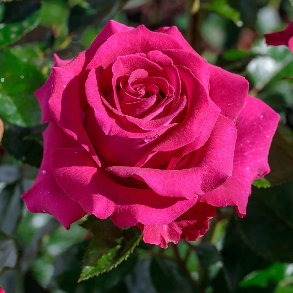 Stiletto™ Rose Bush