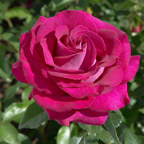 Stiletto™ Rose Bush