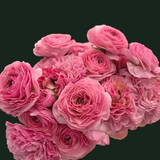 Ranunculus Supreme Pink- 5 Pack