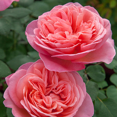 Sweet Mademoiselle™ Rose Bush