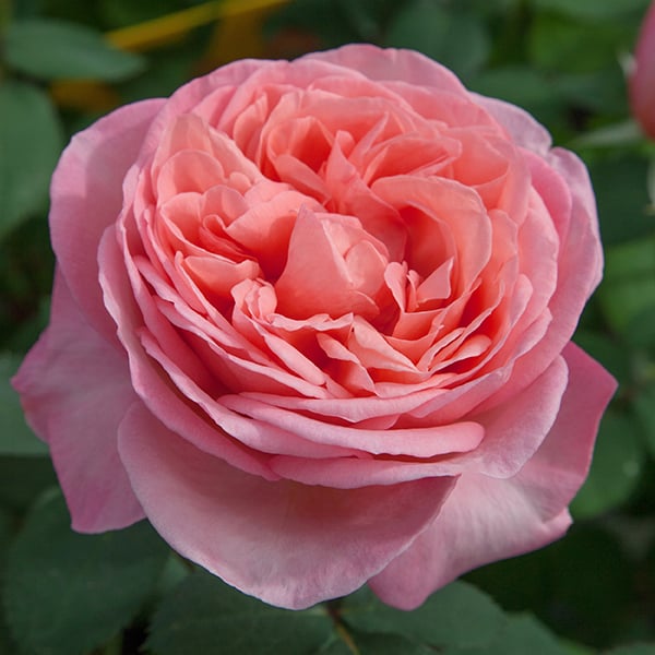Sweet Mademoiselle™ Rose Bush