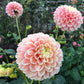 Dahlia 'Sweet Suzanne'