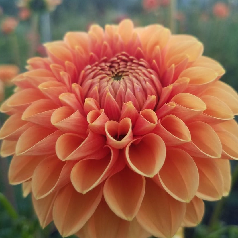 Dahlia 'Maarn' - 6 Pack