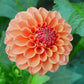 Dahlia 'Maarn'