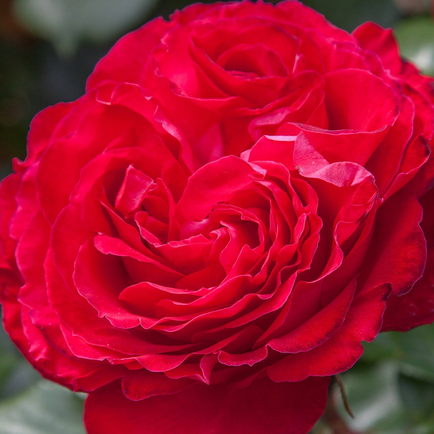 Traviata™ Rose Bush