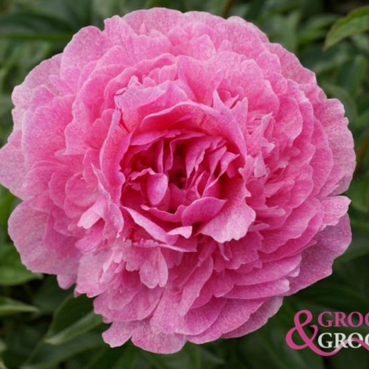 The Fawn Peony - Lactiflora 3-5 eyes
