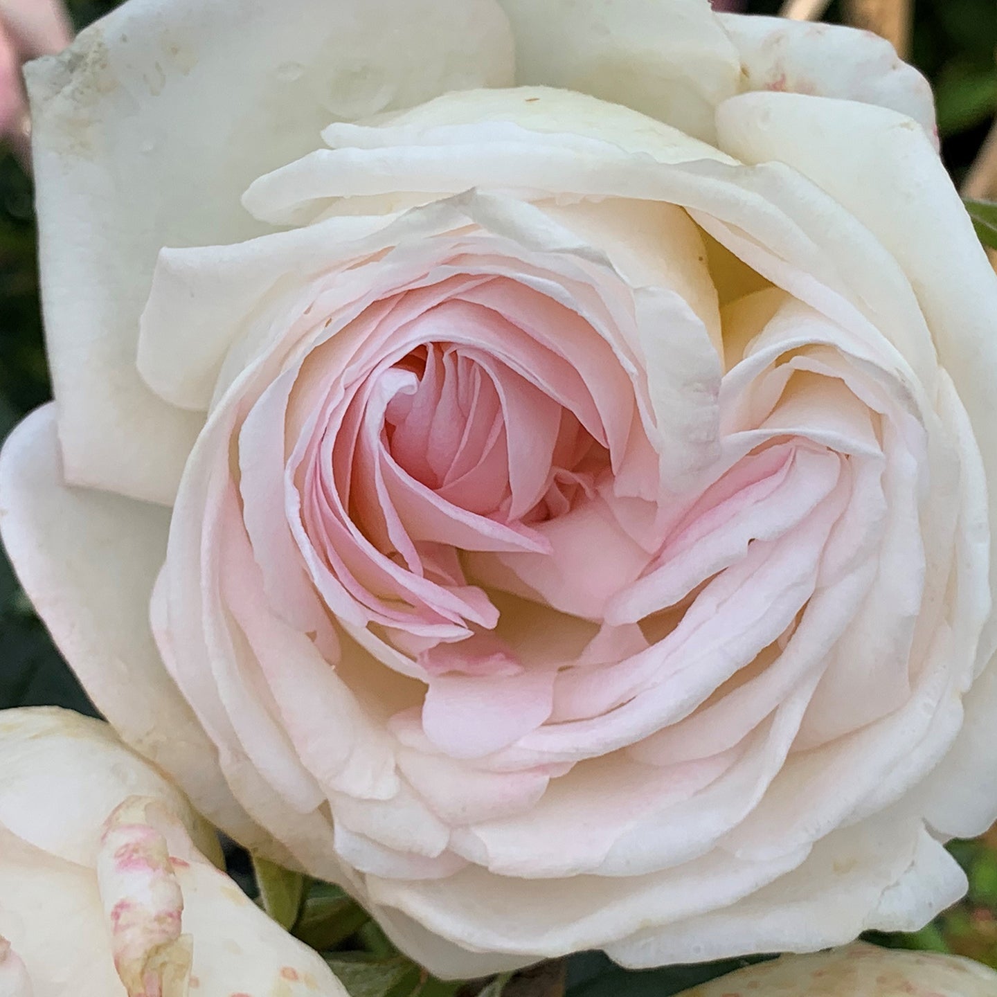 Top Cream™ Rose Bush