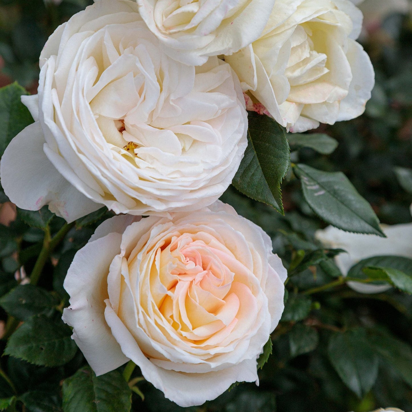 Top Cream™ Rose Bush