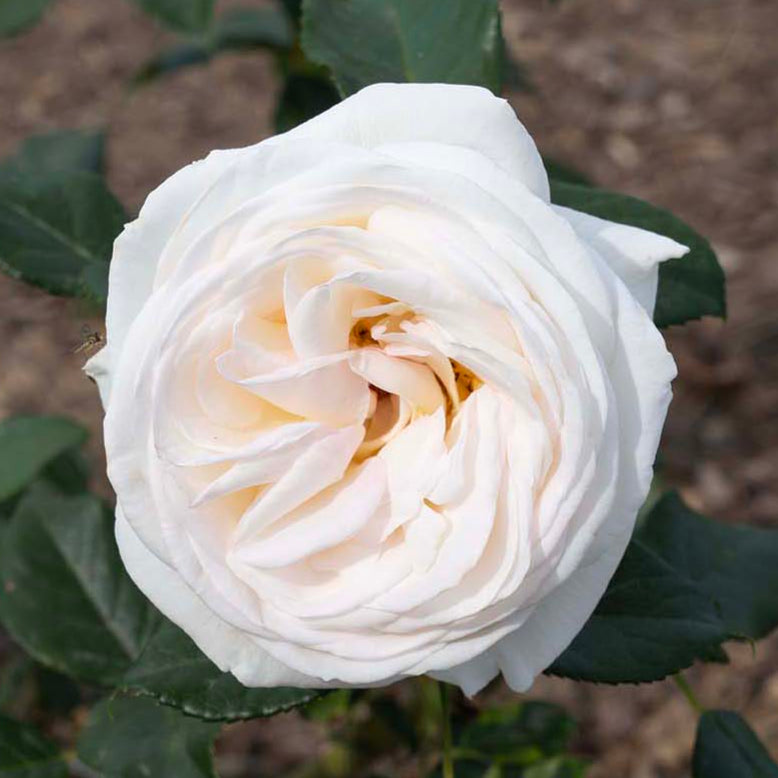 Top Cream™ Rose Bush