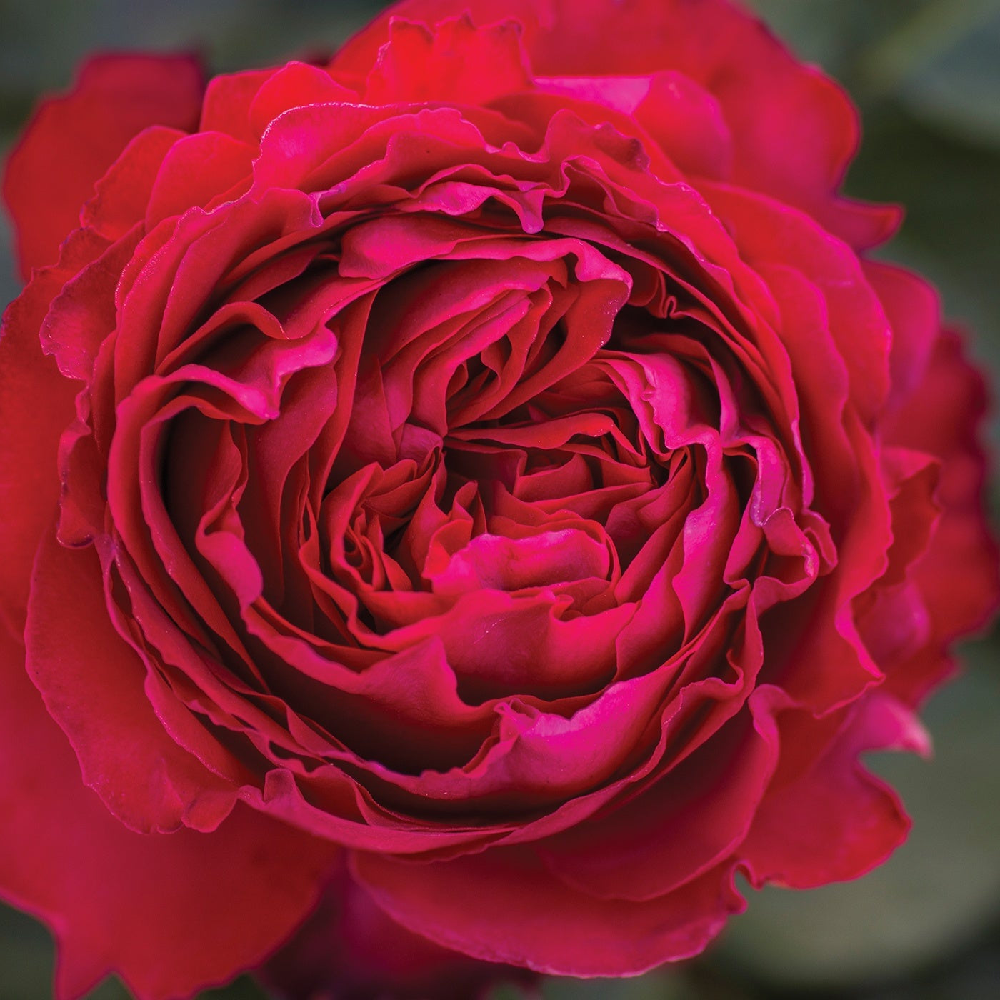 Traviata™ Rose Bush