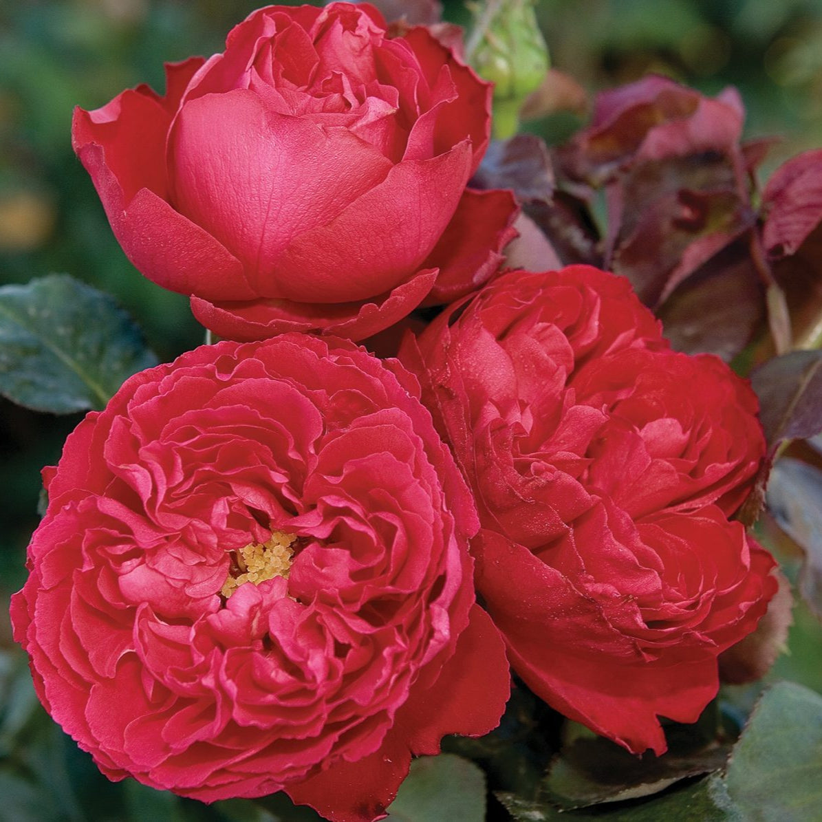 Traviata™ Rose Bush