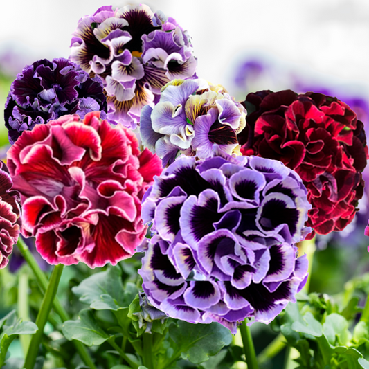 Japanese Pansy Elegance 'Twilight' | 6 Pack | Ships Week of Sept 14