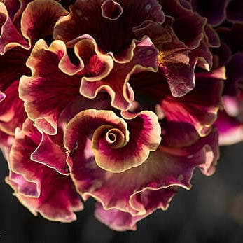 Japanese Pansy Elegance 'Twilight' | 6 Pack | Ships Week of Sept 14