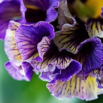 Japanese Pansy Elegance 'Twilight' | 6 Pack | Ships Week of Sept 14
