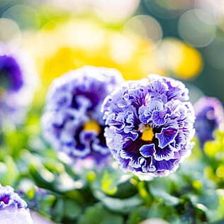 Japanese Pansy Elegance 'Twilight' | 6 Pack | Ships Week of Sept 14