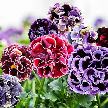 Japanese Pansy Elegance 'Twilight' | 6 Pack | Ships Week of Sept 14