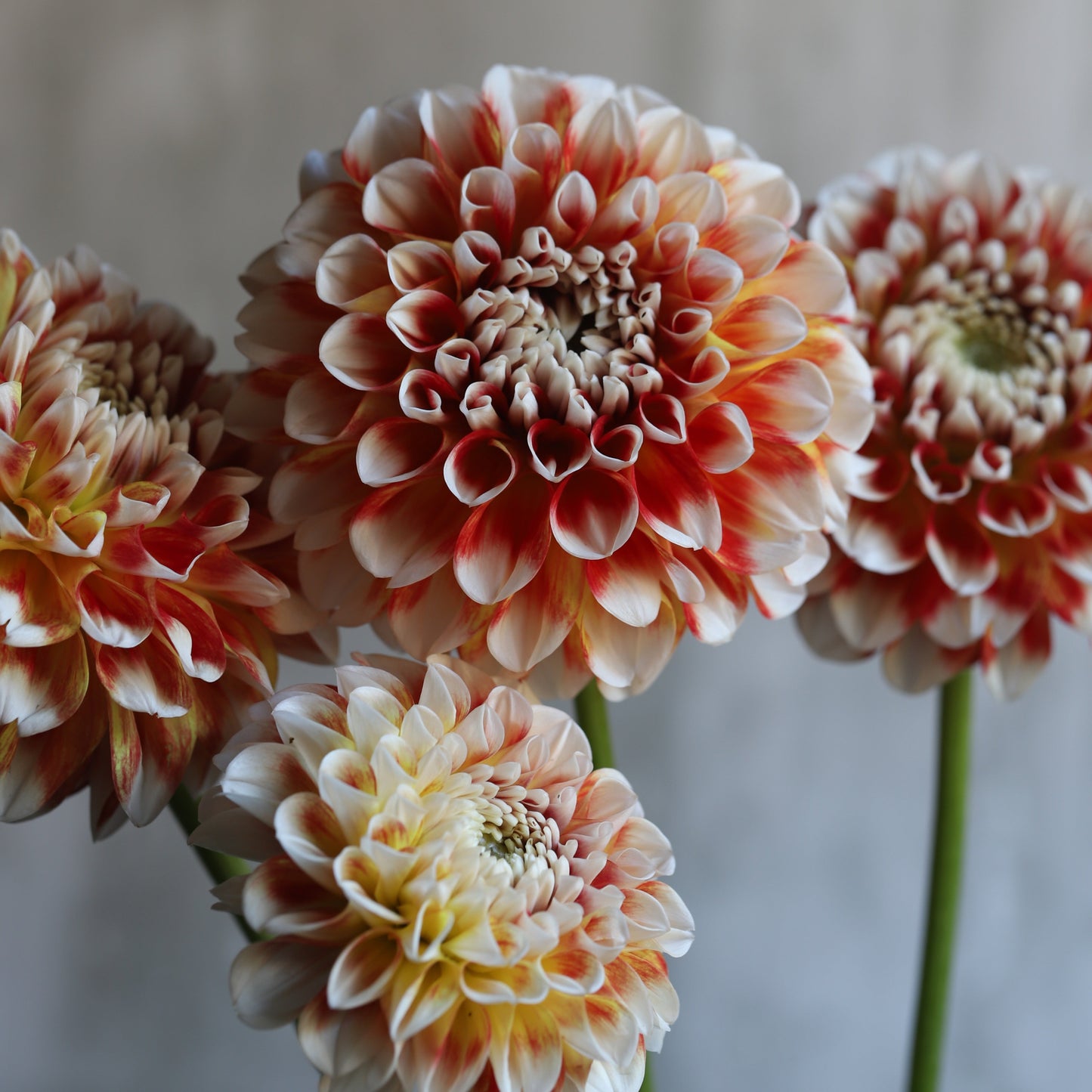 Dahlia 'Jowey Fantasy' - Spring Shipped