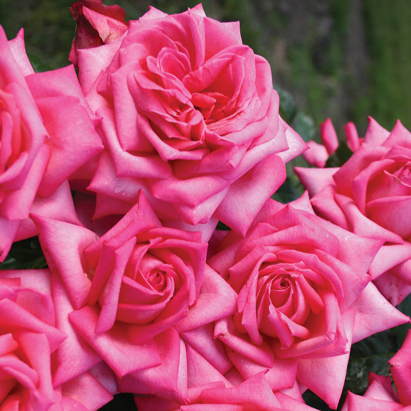 Eleganza® Wedding Bells™ Rose Bush