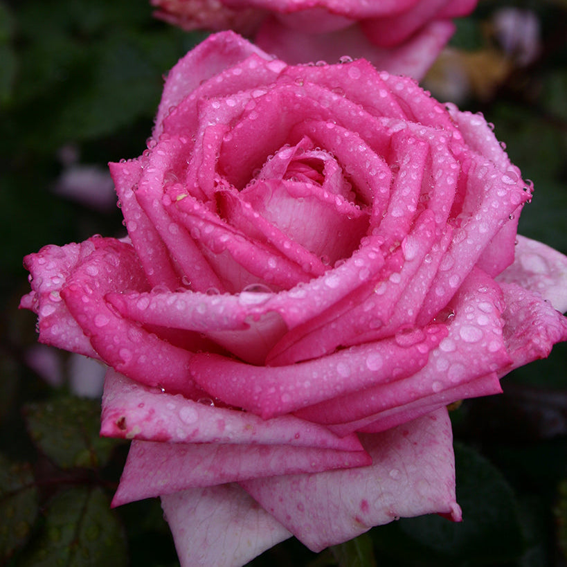 Eleganza® Wedding Bells™ Rose Bush
